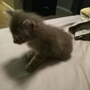 Meet your Posher, Lorie